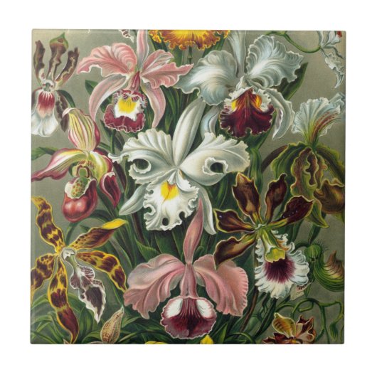 Ernst Haeckel Orchids,  regenwoudbloemen Tegeltje (Voorkant)