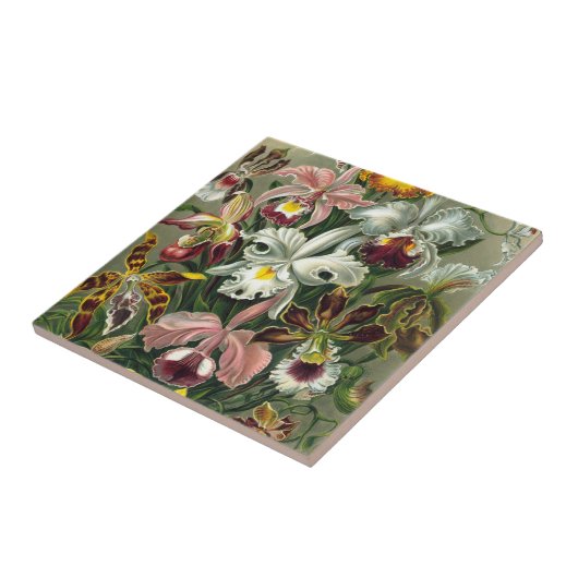 Ernst Haeckel Orchids,  regenwoudbloemen Tegeltje (Zijkant)