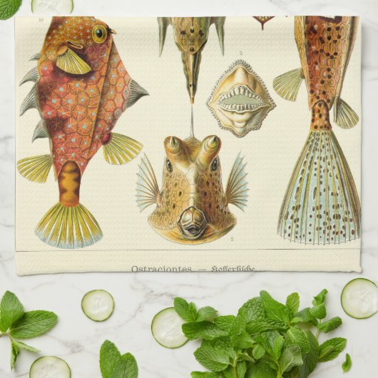 Ernst Haeckel Ostraciontes boxfish cowfish Theedoek (Gevouwen)