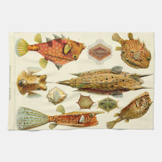 Ernst Haeckel Ostraciontes boxfish cowfish Theedoek