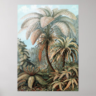 Ernst Haeckel Palm Trees Poster
