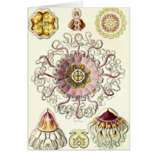 Ernst Haeckel - Peromedusae Card