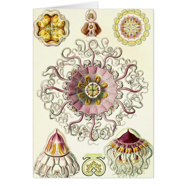 Ernst Haeckel - Peromedusae Card (Voorkant)