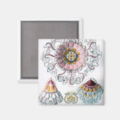 Ernst Haeckel Peromedusae Jellyfish Magneet (Voorkant / Achterkant)