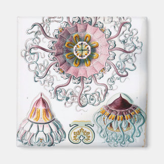 Ernst Haeckel Peromedusae Jellyfish Magneet