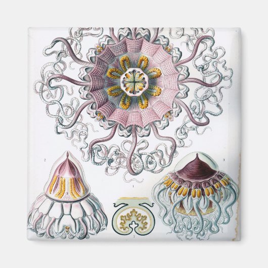 Ernst Haeckel Peromedusae Jellyfish Magneet (Voorkant)