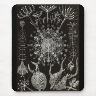 Ernst Haeckel - Phaeodaria2 Muismat