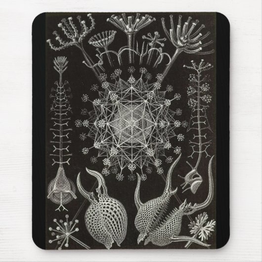 Ernst Haeckel - Phaeodaria2 Muismat (Voorkant)