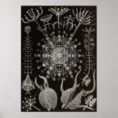 Ernst Haeckel - Phaeodaria2 Poster (Voorkant)