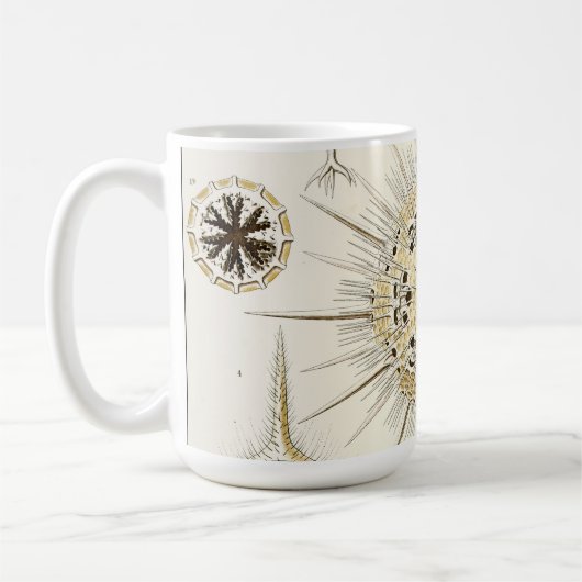 Ernst Haeckel Phaeodaria Koffiemok (Links)