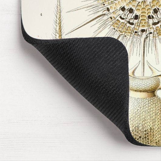 Ernst Haeckel Phaeodaria Muismat (Hoek)