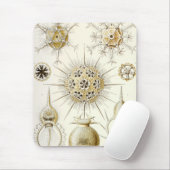 Ernst Haeckel Phaeodaria Muismat (Met muis)