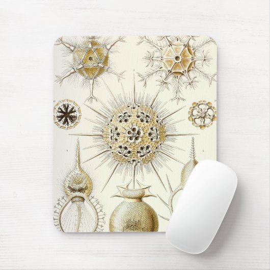 Ernst Haeckel Phaeodaria Muismat (Met muis)