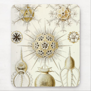Ernst Haeckel Phaeodaria Muismat