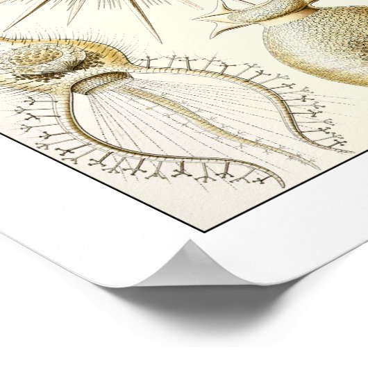 Ernst Haeckel Phaeodaria Poster (Hoek)