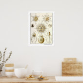Ernst Haeckel Phaeodaria Poster (Keuken)
