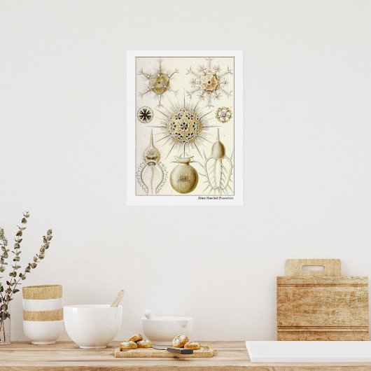 Ernst Haeckel Phaeodaria Poster (Keuken)