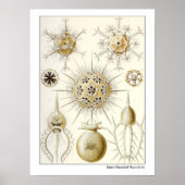 Ernst Haeckel Phaeodaria Poster (Voorkant)