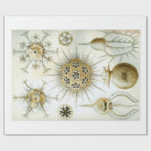 Ernst Haeckel Phaeodaria — Verpakkingspapier Cadeaupapier (Vlak)