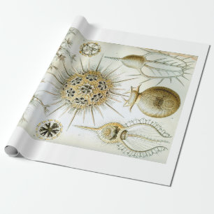 Ernst Haeckel Phaeodaria — Verpakkingspapier Cadeaupapier