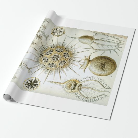 Ernst Haeckel Phaeodaria — Verpakkingspapier Cadeaupapier (Uitgerold)