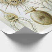 Ernst Haeckel Phaeodaria — Verpakkingspapier Cadeaupapier (Hoek)
