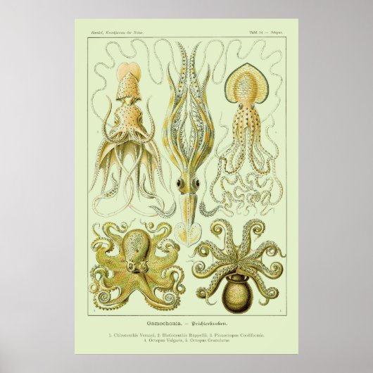 Ernst Haeckel Poster (Voorkant)
