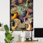 Ernst Haeckel Poster ~ Actiniae (Thuiskantoor)