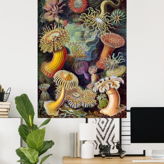 Ernst Haeckel Poster ~ Actiniae (Thuiskantoor)