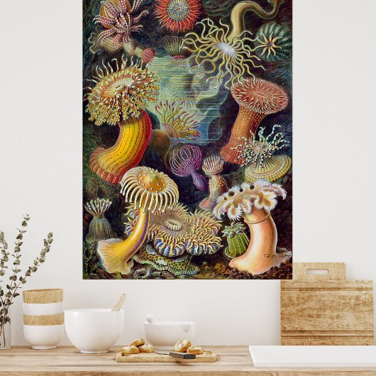Ernst Haeckel Poster ~ Actiniae (Keuken)
