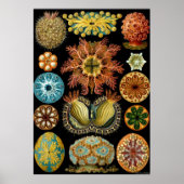 Ernst Haeckel Poster ~ Actiniae (Voorkant)