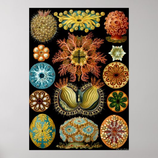 Ernst Haeckel Poster ~ Actiniae (Voorkant)