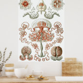 Ernst Haeckel Poster ~ Anthomedusae (Keuken)