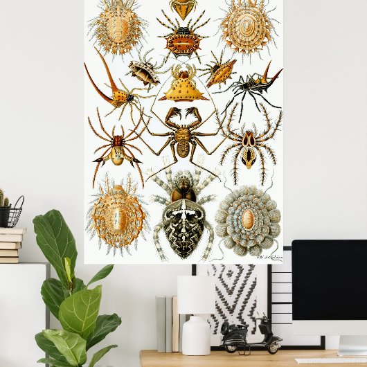 Ernst Haeckel Poster ~ Arachnida (Thuiskantoor)