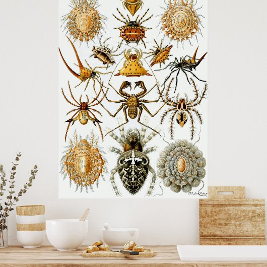 Ernst Haeckel Poster ~ Arachnida (Keuken)