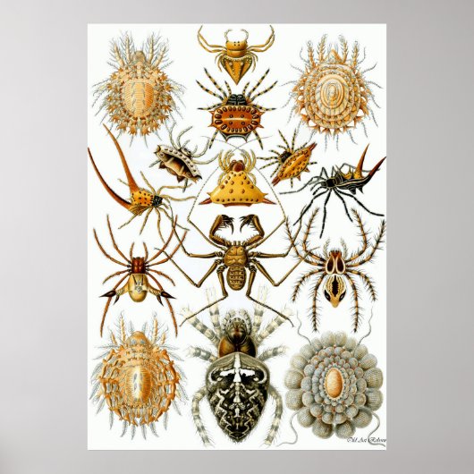 Ernst Haeckel Poster ~ Arachnida (Voorkant)