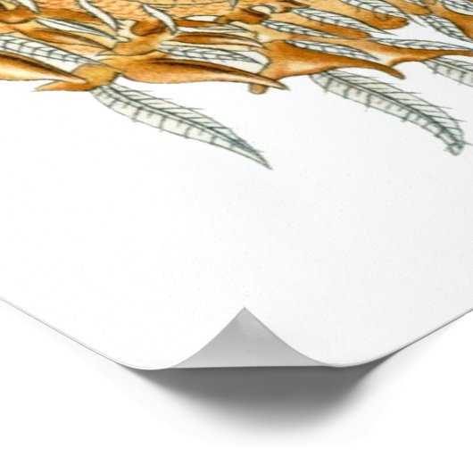 Ernst Haeckel Poster ~ Arachnida (Hoek)