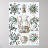 Ernst Haeckel Poster ~ Narcomedusae (Voorkant)