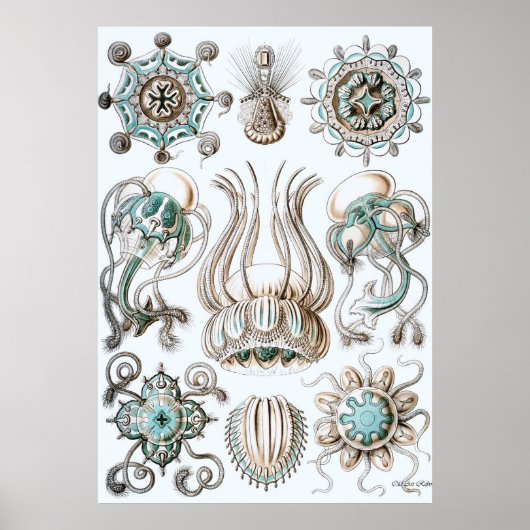 Ernst Haeckel Poster ~ Narcomedusae (Voorkant)