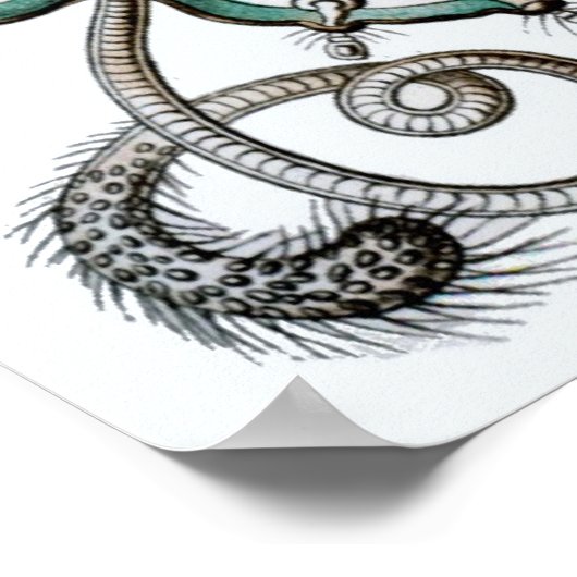 Ernst Haeckel Poster ~ Narcomedusae (Hoek)