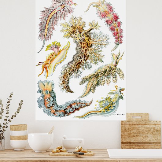 Ernst Haeckel Poster ~ Nudibranchia (Keuken)