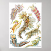 Ernst Haeckel Poster ~ Nudibranchia (Voorkant)