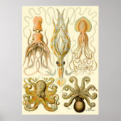 Ernst Haeckel Poster ~ Tafel (Voorkant)