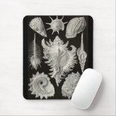 Ernst Haeckel - Prosobranchia Muismat (Met muis)