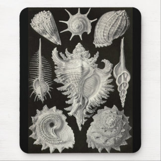 Ernst Haeckel - Prosobranchia Muismat