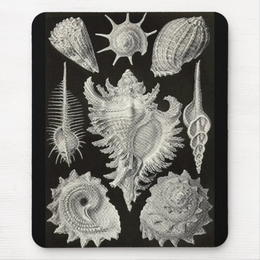 Ernst Haeckel - Prosobranchia Muismat (Voorkant)