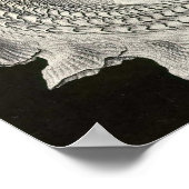 Ernst Haeckel - Prosobranchia Poster (Hoek)