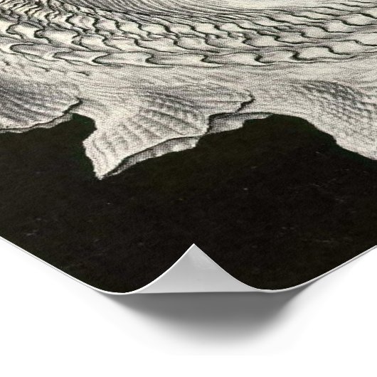 Ernst Haeckel - Prosobranchia Poster (Hoek)