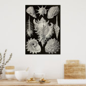 Ernst Haeckel - Prosobranchia Poster (Keuken)