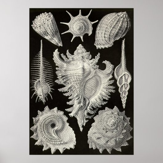 Ernst Haeckel - Prosobranchia Poster (Voorkant)
